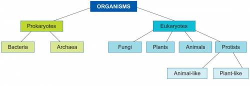 PLEASE HELP

2. Using the classification tree shown, how would you classify an autotrophic diatom?
