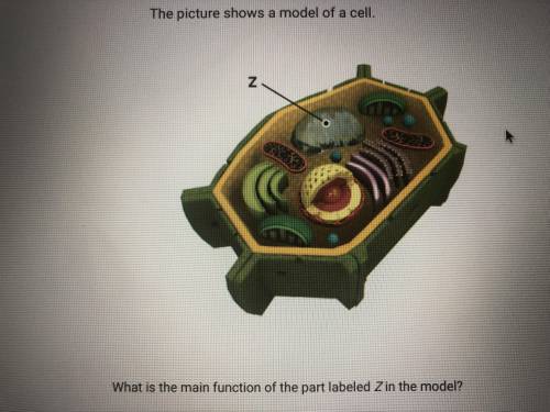 This picture shows a model if a cell. What is the main function of the part labeled Z in the model?