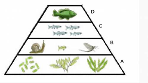 The following is an aquatic ecological pyramid.

Which trophic level represents the secondary cons