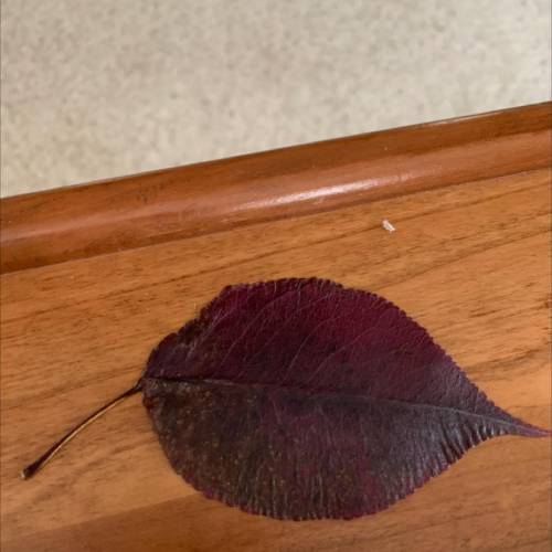 What type of leaf is this?