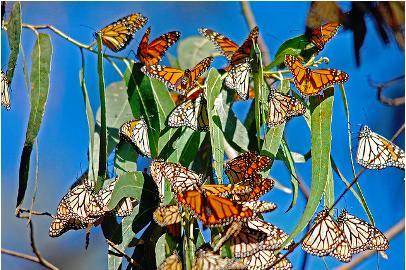 The monarch butterflies shown in the image above live in Latin America’s __________ ecosystem.

A.