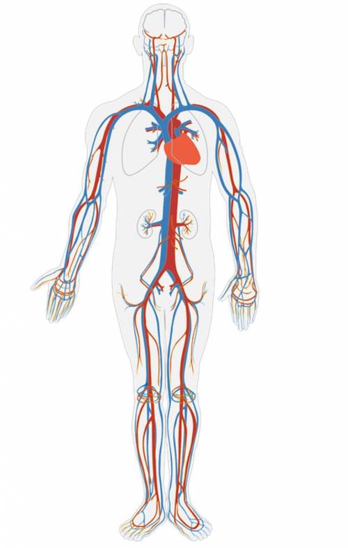 What is the function of the circulatory system? *

A. Transports oxygen, waste, and nutrients arou