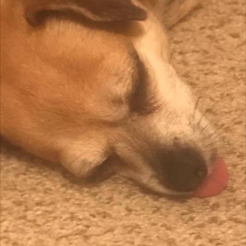 Anyone dog has there Tongue out like this ￼