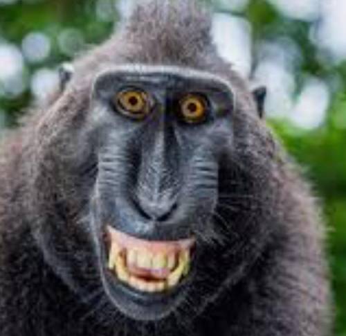 IM ABOUT TO GET BANNED, PLEASE SAY BYE TO MONKEY MONKEY MONKEY!!!