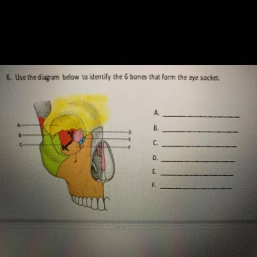 6. Use the diagram to identify the bones that form the eye socket.