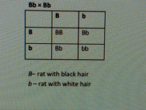 Help Please I'll give brainliest

(Can anyone who knows answer)
Labatory rats were breed to produc