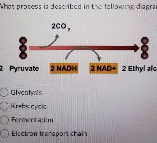 What process is described in the following diagram? 2002 000 2 Pyruvate 2 NADH 2 NAD+ 2 Ethyl alcoh
