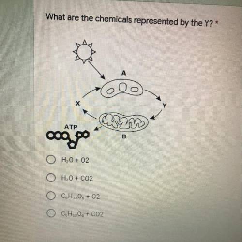 What are the chemicals represented by the Y?