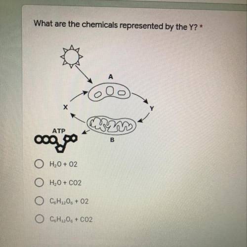 NEED HELP ASAP ‼️‼️‼️‼️‼️‼️‼️ What are the chemicals represented by the Y?