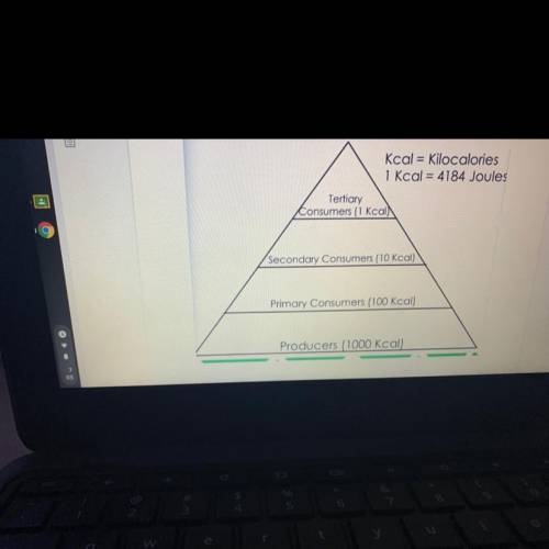 D. About 25%

 
Jse the Energy Pyramid Diagram to answer the following:
Where is the most energy st
