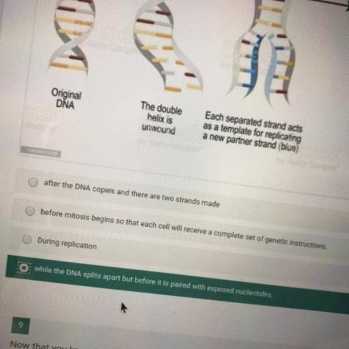 When must the process of DNA replication in a cell be complete?
options in picture