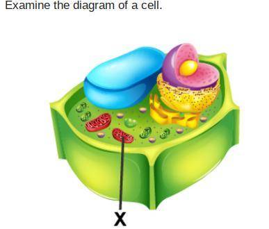 Which organelle is marked with an X?
Golgi body
mitochondrion
nucleus
vacuole