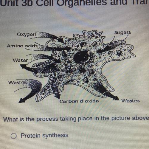 What is the process taking place in the picture above?

O Protein synthesis
O Selective permeabili