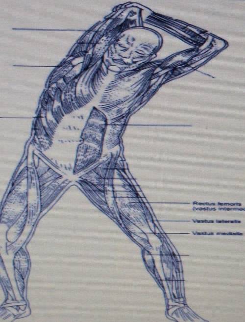 Name all these muscle groups