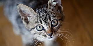 Do you like this cat