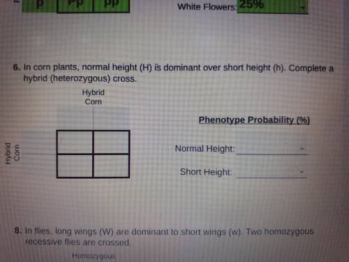 In corn plants normal height (H) is dominant over short height (h). Complete a hybrid (heterozygous