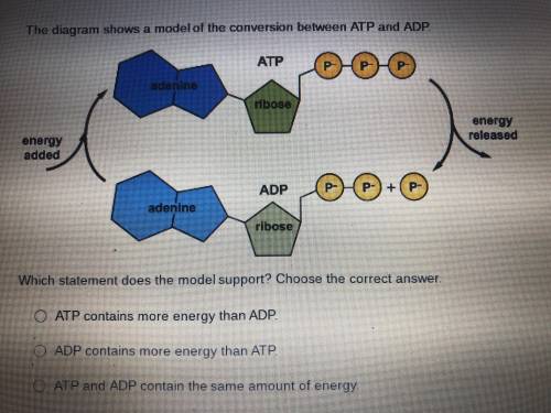 Which statement does the model support ?

1. ATP contains more than ADP2. ADP contains more than A