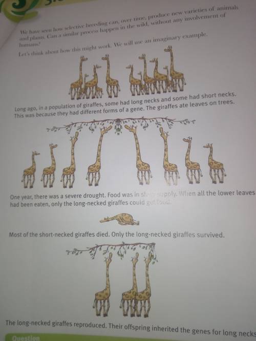 From the giraffe story, give an example of the following:

1. Variation
2. Adaptation 
3. A factor