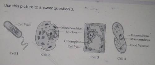 Which of the cells picture above uses photosynthesis to creat energy?
