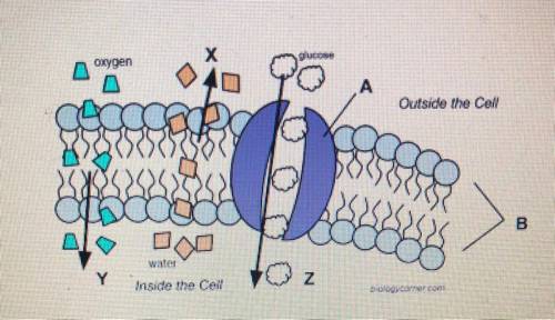 Image A points to :

Phospholipid bilayer 
Osmosis occurring 
Simple diffusion process
Facilitated