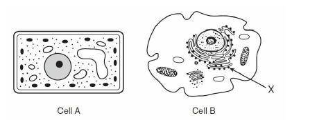 Which statement best describes these cells?

Cell B lacks vacuoles while cell A has them.
DNA woul