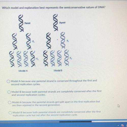 Which model and explanation best represents the semiconservative nature of DNA?

Par
Parel
Model A