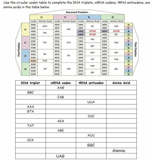Use the circular codon table to complete the DNA triplets, mRNA codons, tRNA anticodons, and amino