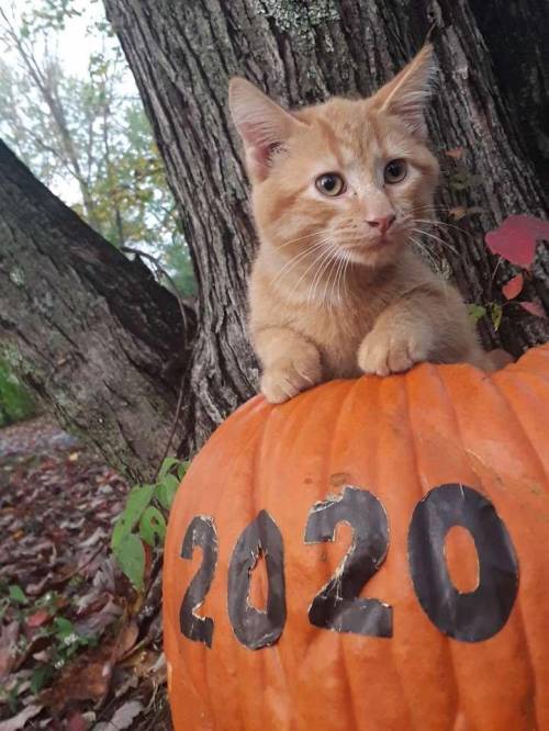 My cat is so hot i would date him rather then you all (no one talk about the disgusting pumpkin)