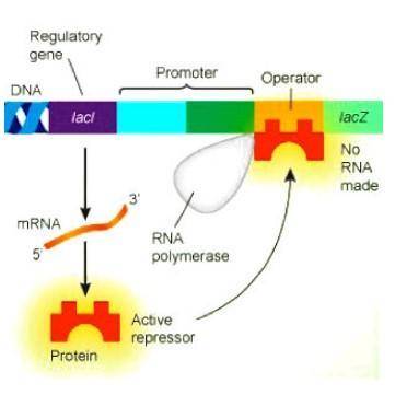 In the example, no RNA is made during the process. What would need to occur for lacZ to be expresse