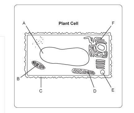 Which terms correctly identify the indicated structures in this sketch of a cell viewed under a mic