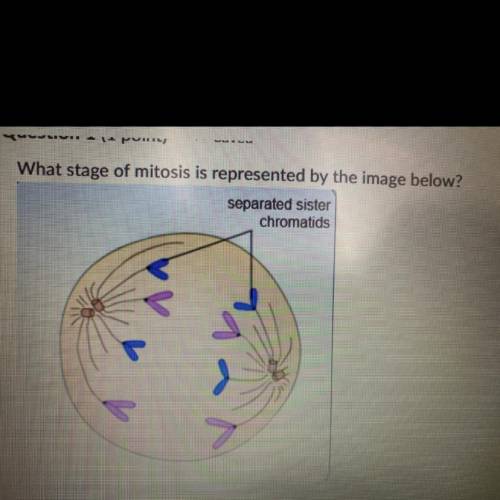 A. anaphase 
B. Metaphase
C. Telophase 
D. Prophase