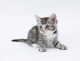 I want a tcup cat or a kitten