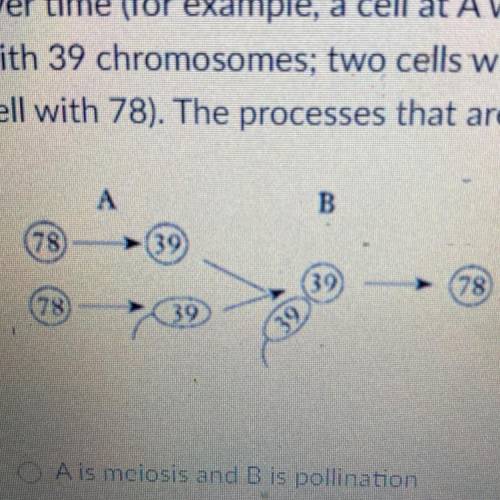 The numbers in the figure below represent the chromosome number found in the

nucleus each of the