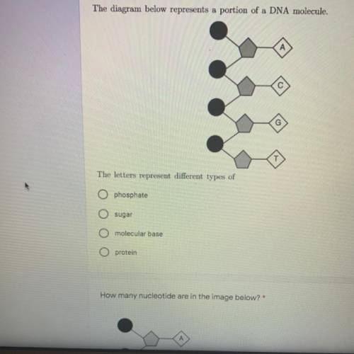 Answer the question in the image below*

The diagram below represents a portion of a DNA molecule.