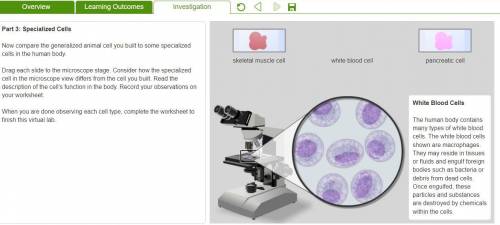 Analyze and Interpret Data Compare the three types of specialized cells that you

viewed through t