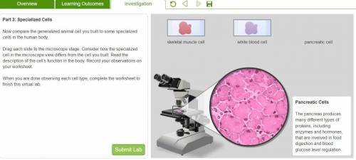 Analyze and Interpret Data Compare the three types of specialized cells that you

viewed through t