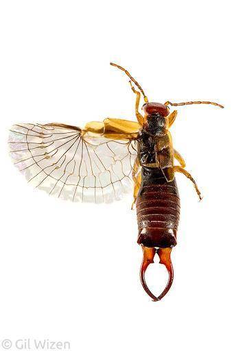 Yo, who else didn't know that earwigs have wings?