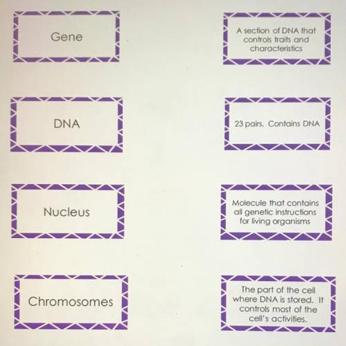 The topic is DNA. In the picture you have to match the word with the definition on the right. Pleas