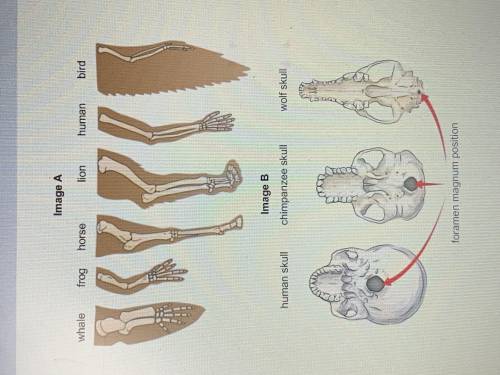 What similarities and differences exist in the body parts shown in image A? in your answer evaluate