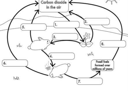 (fairly easy if you use internet. im just lazy) Fill in the blanks for the biological carbon cycle