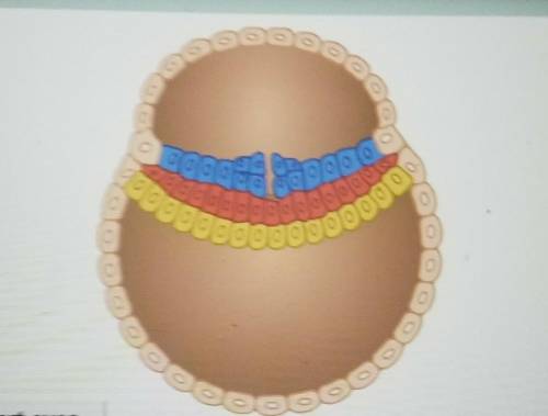 Each of the three cell layers (blue/skin red/bones and yellow/organs) became different parts of the