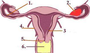 Identify structure number 2.
ovary
fallopian tube
endometrium
cervix