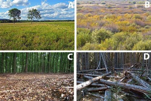 Which vegetation type do you think will cause fire to spread the fastest?

Explain why you chose t
