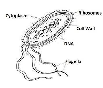 4. The picture below is an example of *

1 point
A. A cell
B. An organelle
C. An organism
D. Both