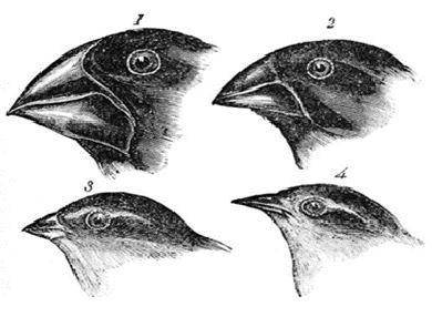 Darwin observed that finches on the Galapagos Islands have different kinds of beaks.

Which conclu