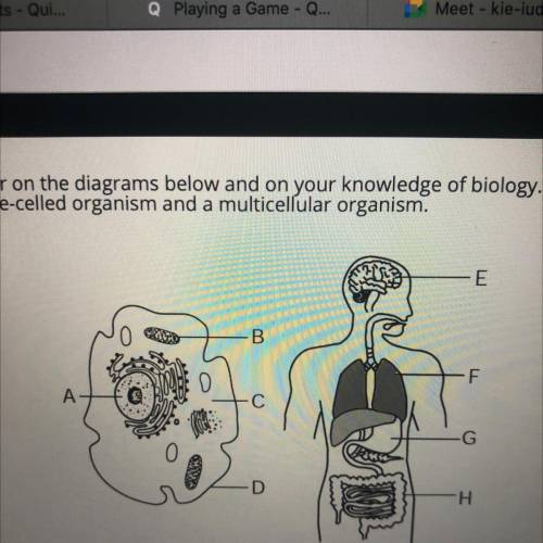 Base your answer on the diagrams below and on your knowledge of biology. The diagrams

represent a