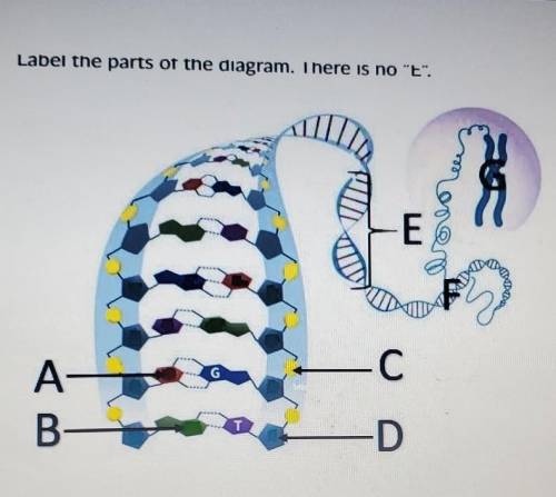 Label the parts of the diagram. There is no E

1.5-carbon sugar 2.adenine 3.chromosome 4.cytosin