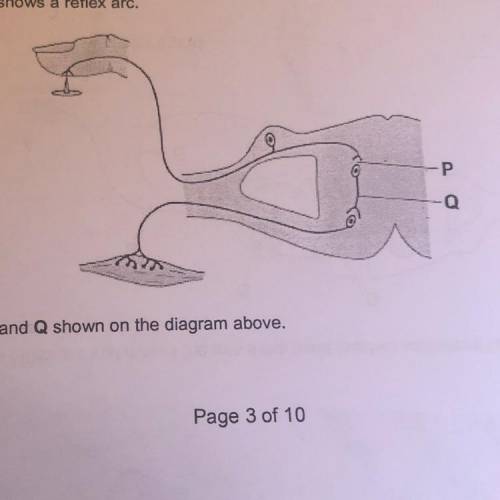 The diagram shows a reflex arc. Name parts P and Q shown on the diagram above.
Please help.