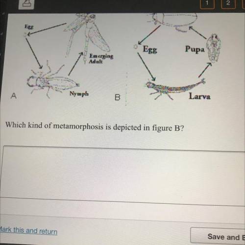 Which kind of metamorphosis is depicted in fiaure B?