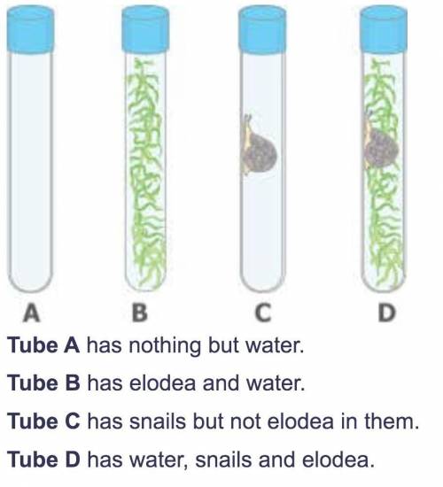 If snails and elodea (an aquatic plant) are placed in various combinations inside test tubes and le